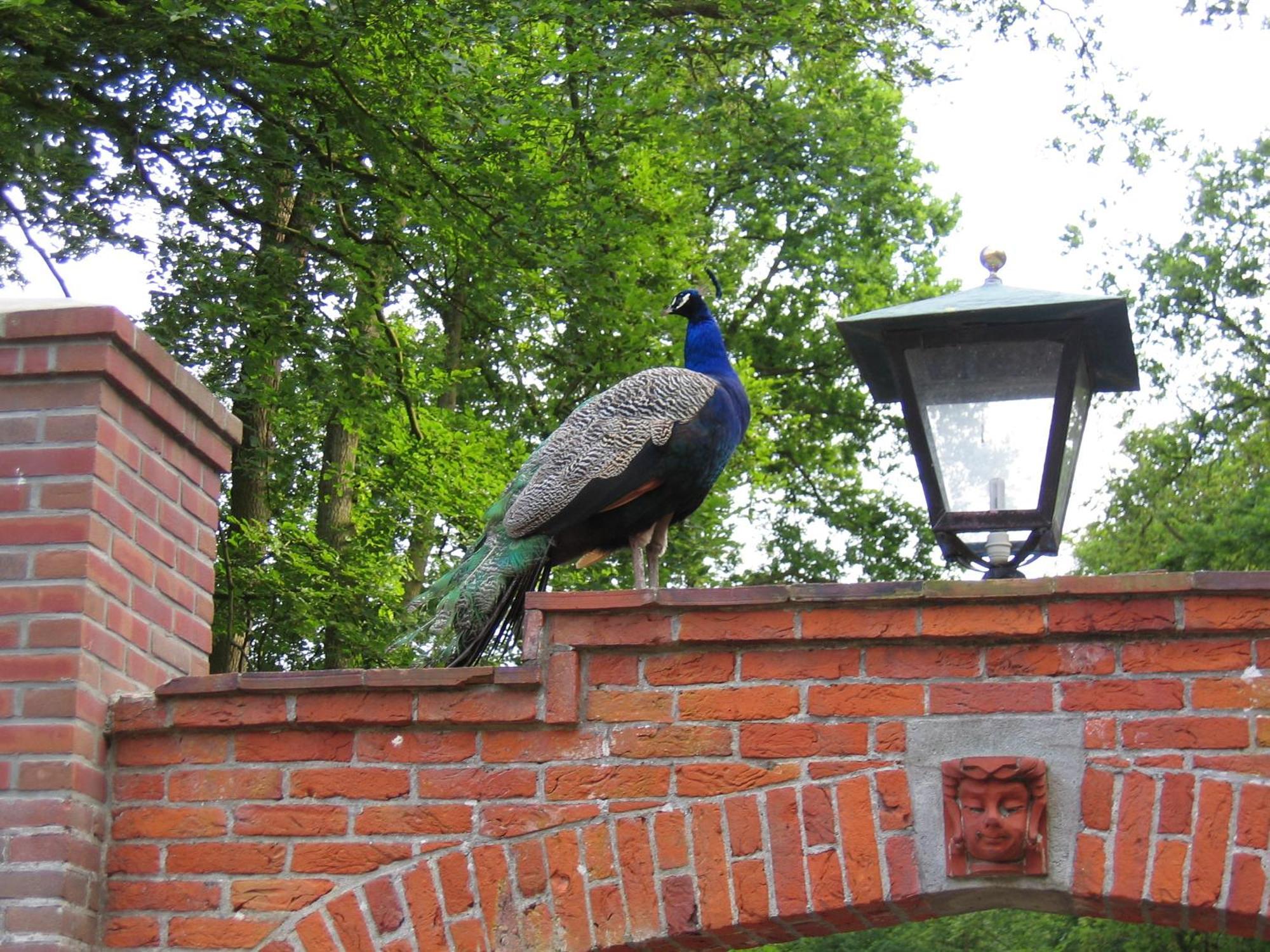 Londons Cottage Hilversum Eksteriør billede